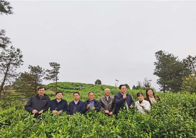 公司負(fù)責(zé)人陪同省供銷(xiāo)社、湘西州領(lǐng)導(dǎo)一行調(diào)研我司青干村茶葉扶貧示范基地